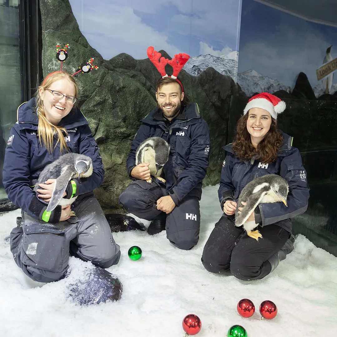 Christmas Chicks 0001 Penguin Carers Celebrate The Baby Chicks' First Christmas