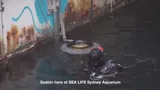 Sea Bin Video