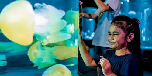 The kids and family will love the exhibits on offer at Sea Life Sydney Aquarium