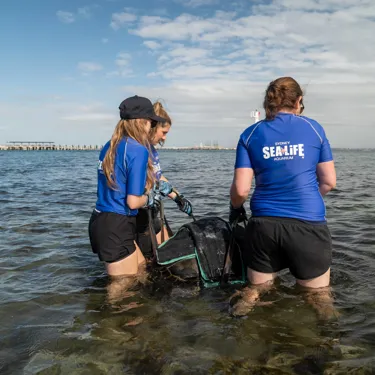 SEA LIFE Rescue Team Carrying Taren To The Water At Kurnell 4
