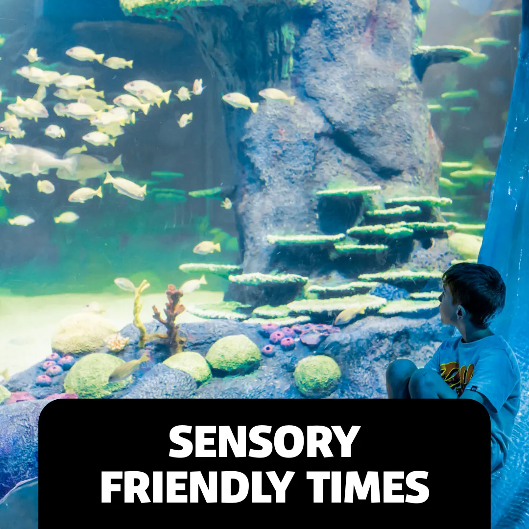 Accessibility Webpage Images Sensory Friendly Times