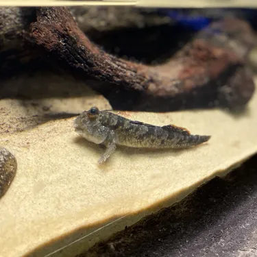 Mudskippers