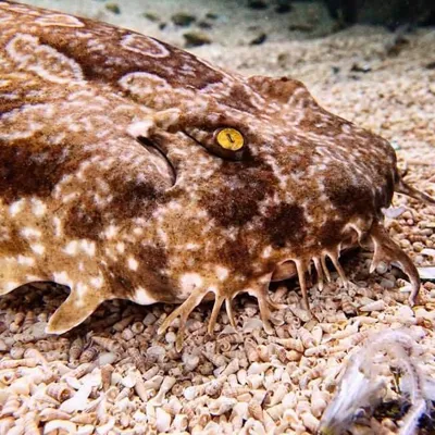 Wobbegong