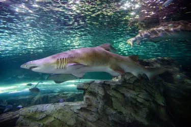 Let our sharks inspire your child’s creative side