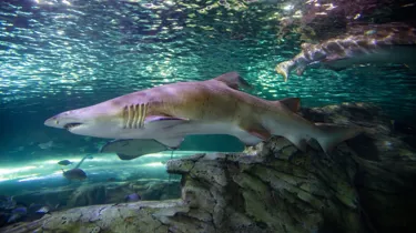 Let our sharks inspire your child’s creative side