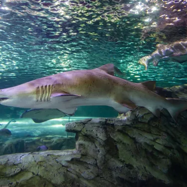 Let our sharks inspire your child’s creative side