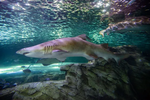 Let our sharks inspire your child’s creative side