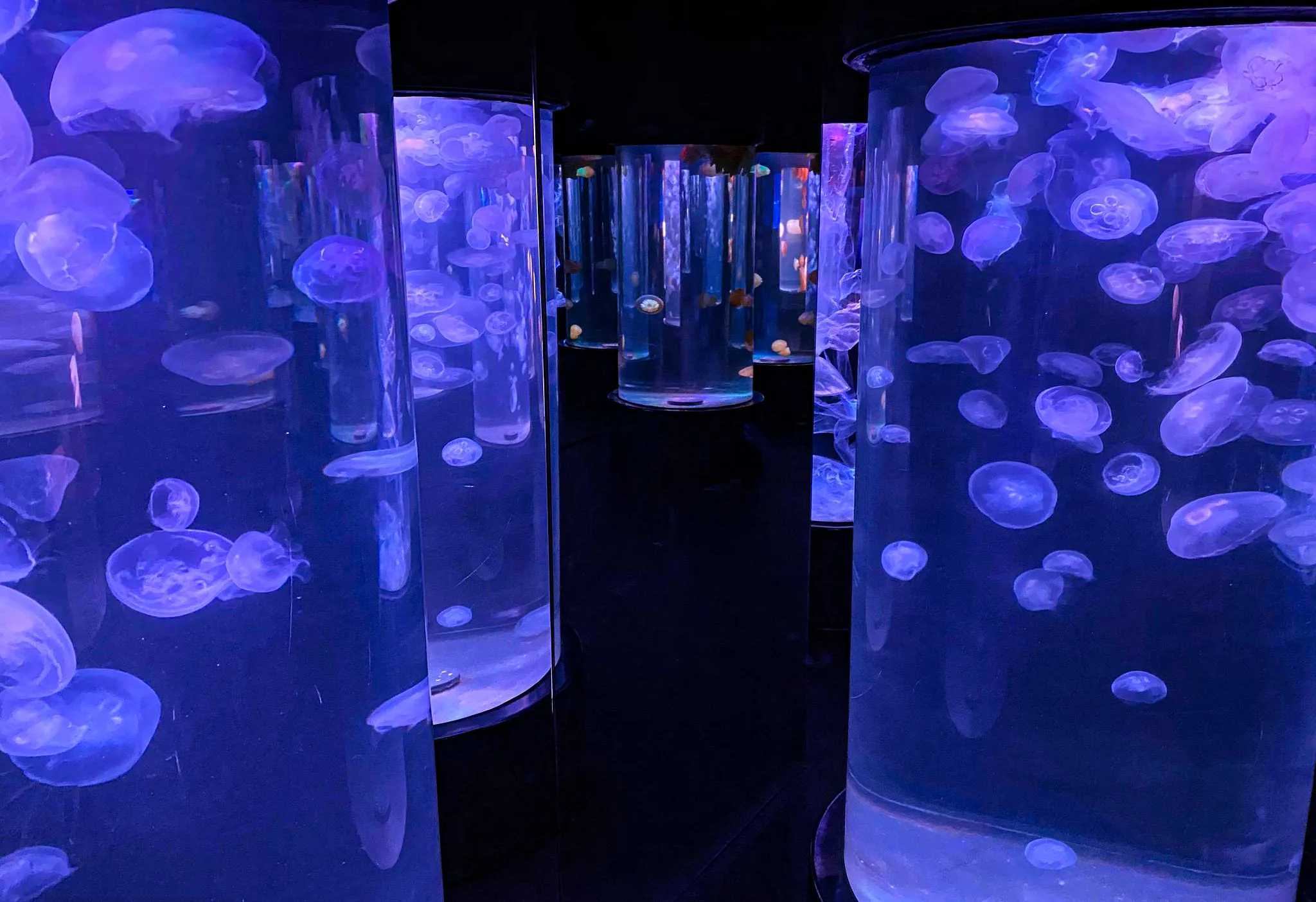 Moon Jellies Tanks