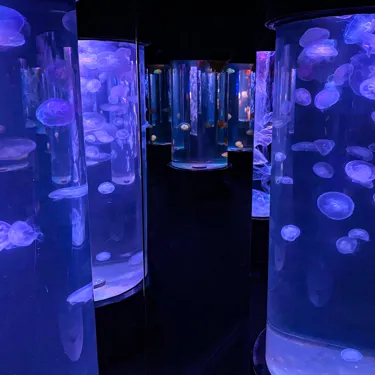 Moon Jellies Tanks