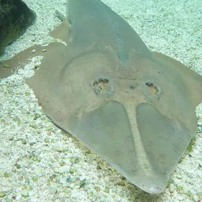 Shovelnose1