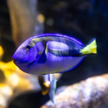 Blue Tang