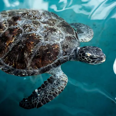 SEALIFE Sydney Animal Rescue