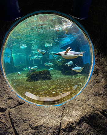 penguins swimming in the glassy penguin viewing bubble at SEA LIFE