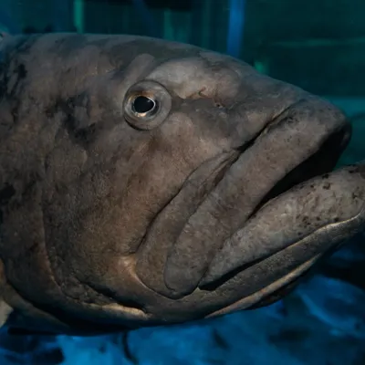 Black Cod at SEA LIFE Sydney Aquarium