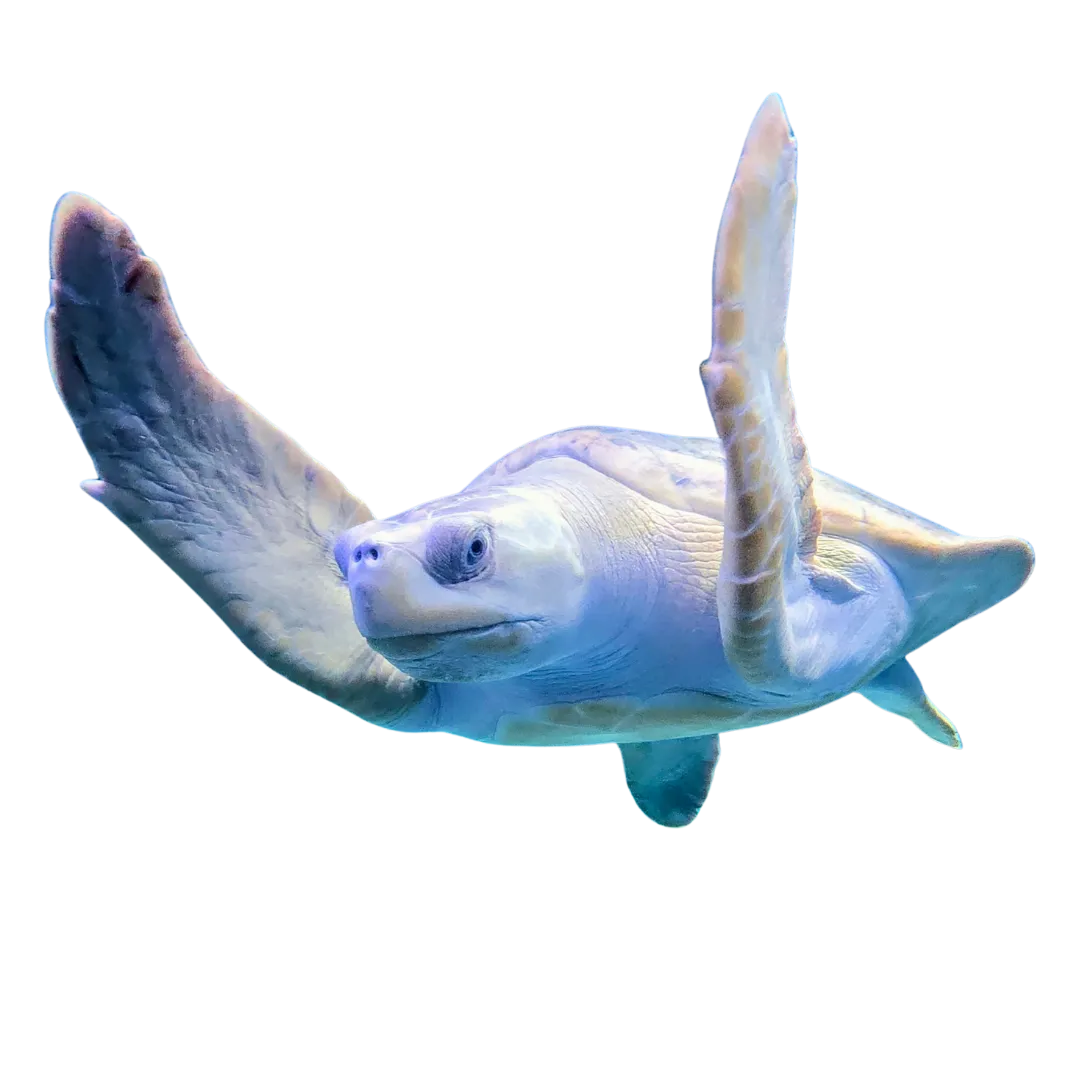 Flatback Sea Turtle At SEA LIFE Sydney Aquarium Day And Night On The Reef