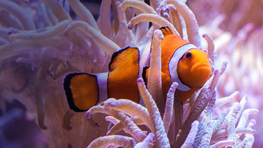Our Sea Life will show you how to relax in Sydney