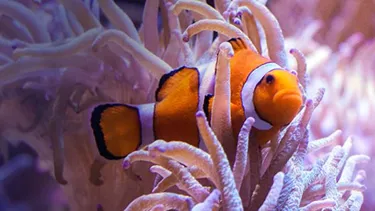 Our Sea Life will show you how to relax in Sydney