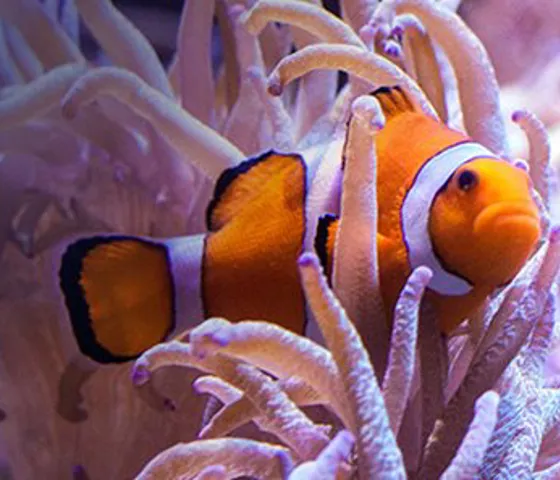 Our Sea Life will show you how to relax in Sydney