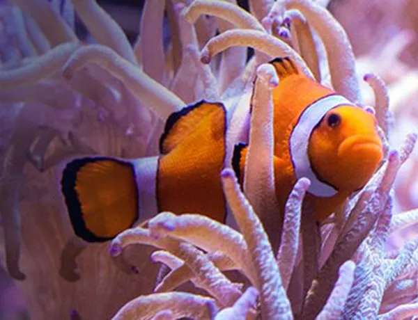 Our Sea Life will show you how to relax in Sydney