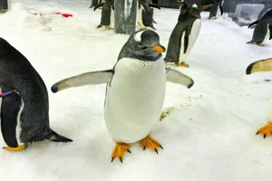 CC Penguin