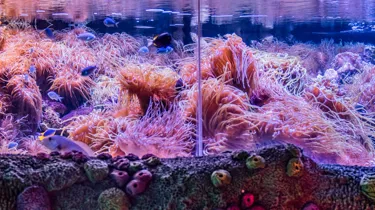 Tropical Reef