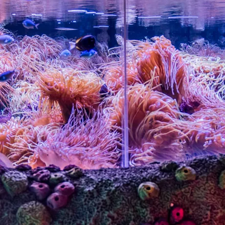 Tropical Reef