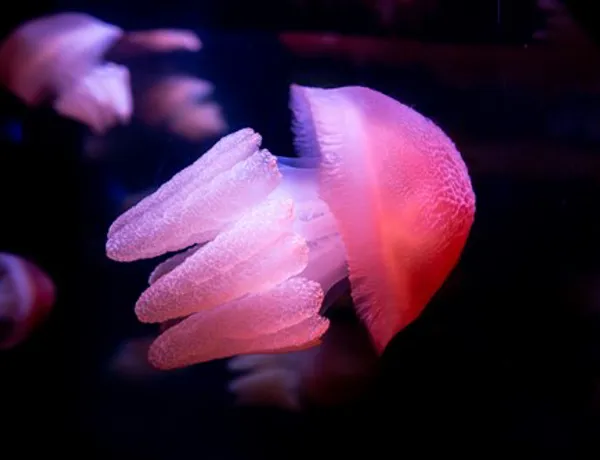 Jelliesl