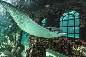 Eagle Ray in SEA LIFE Sydney