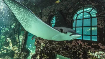 Eagle Ray in SEA LIFE Sydney