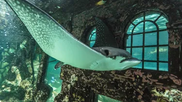 Eagle Ray in SEA LIFE Sydney