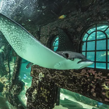 Eagle Ray in SEA LIFE Sydney