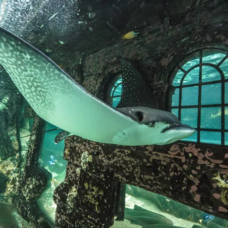 Eagle Ray in SEA LIFE Sydney