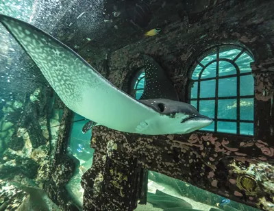 Eagle Ray in SEA LIFE Sydney