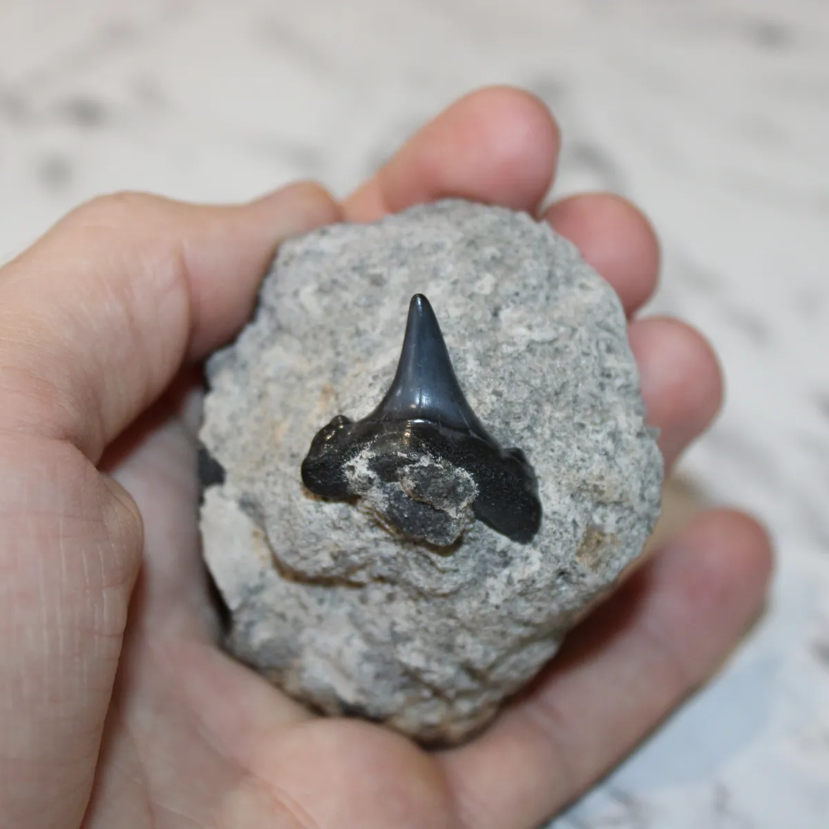 Shark Specimen
