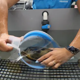 Zebra Shark Egg Being Prepared for Shipment SEA LIFE Sydney Aquarium