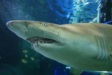 Grey Nurse Shark 1