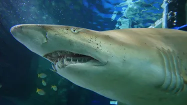 Grey Nurse Shark 1