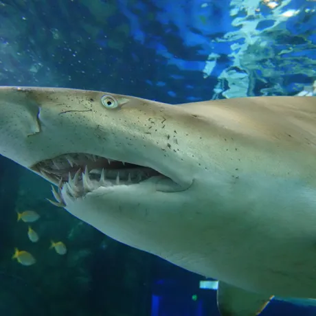 Grey Nurse Shark 1