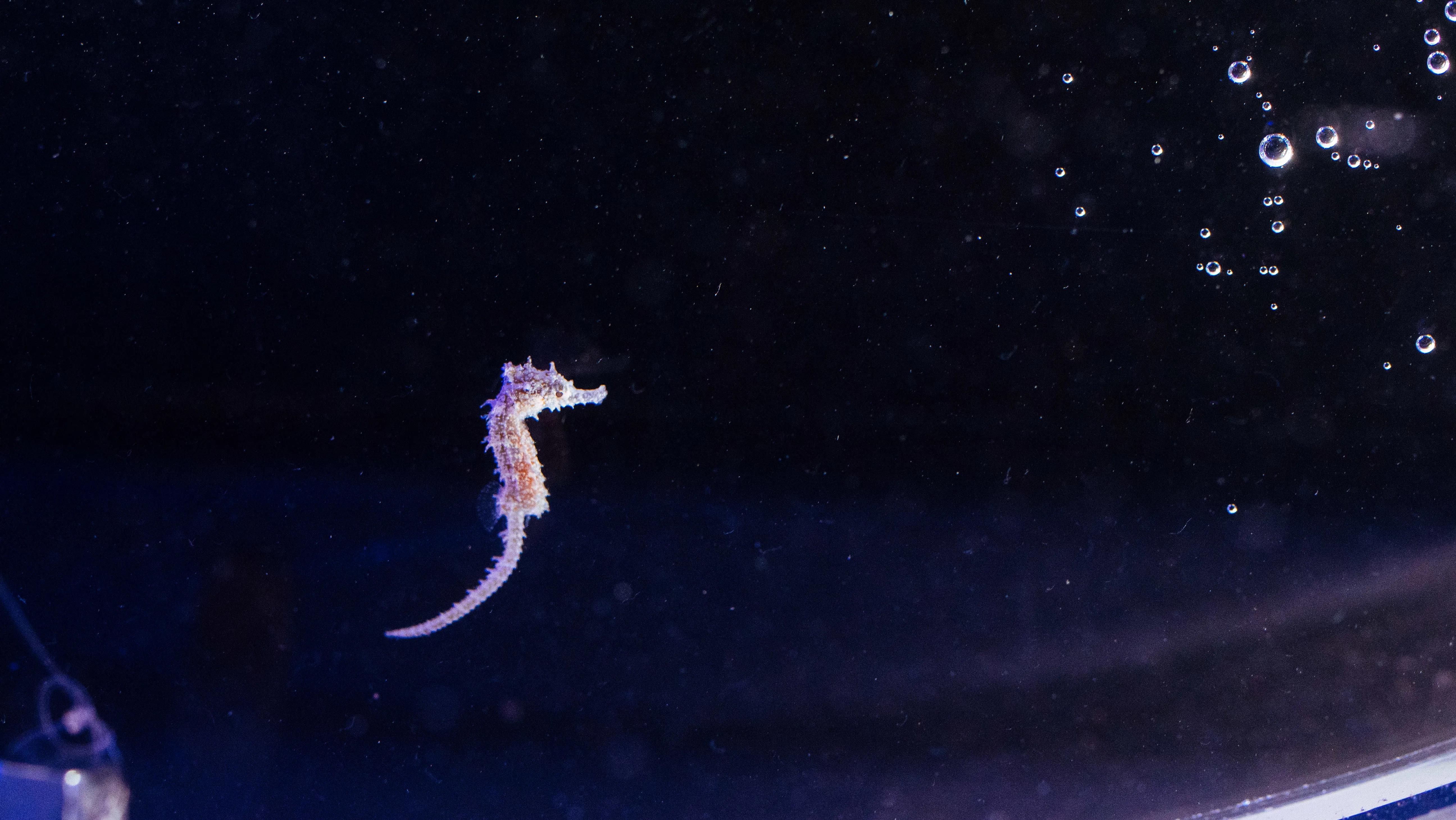 Captive Bred Baby White's Seahorse SEA LIFE Sydney Aquarium