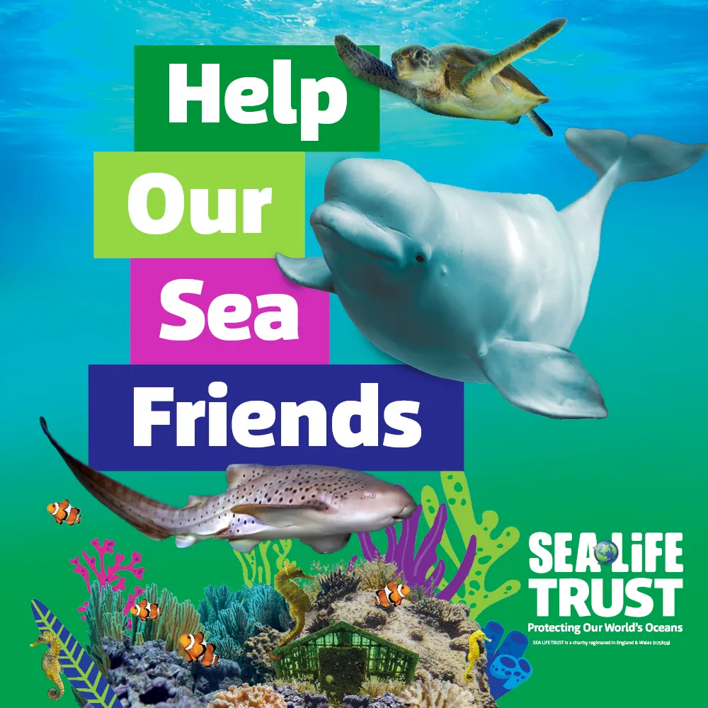 Event Square 1000X1000 Zebra Shark01