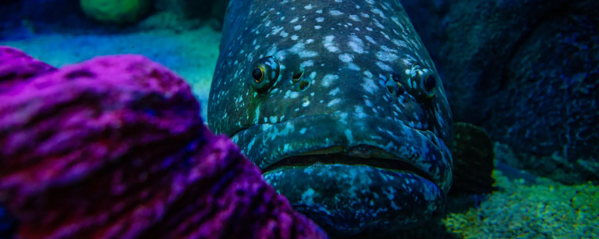 Grouper