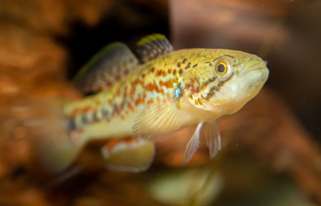 Gudgeon Photo