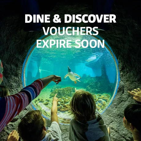 DISCOVEREXPIRESOON2