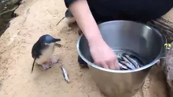 Little Penguin Talk