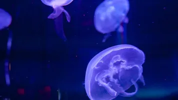 Moon jellyfish