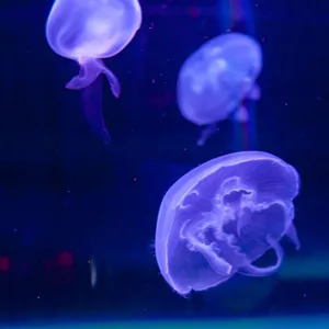 Moon jellyfish