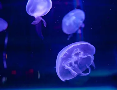 Moon jellyfish