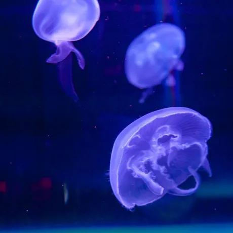 Moon jellyfish