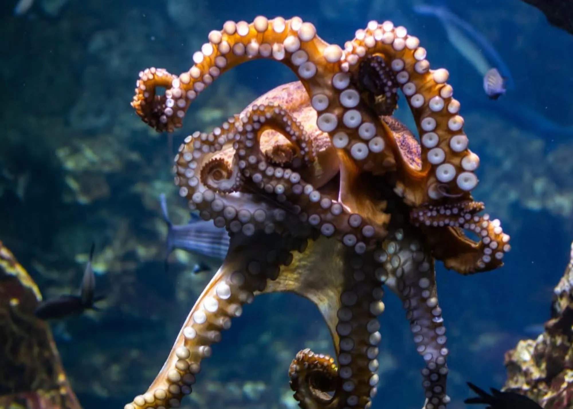 Octopus At SEA LIFE Sydney Aquarium (1)