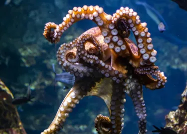 Octopus At SEA LIFE Sydney Aquarium (1)